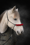 Licol Couronne Sauvage